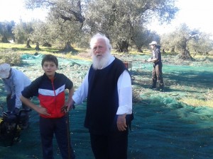 Olives Harvest